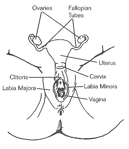 the female sex organs
