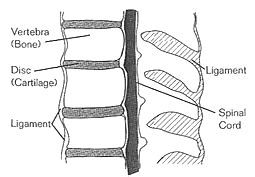 FIGURE 1.1. The Spinal Column