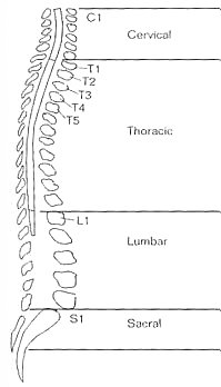 FIGURE 1.2. The Spinal Cord