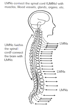 FIGURE 1.3. Spinal Nerves