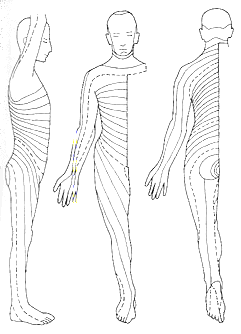 FIGURE 1.6. Your Own Dermatome Map