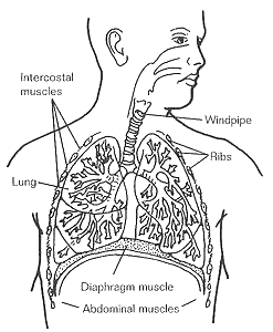 FIGURE 4.1. The Respiratory System