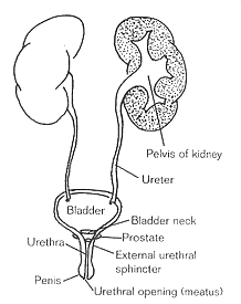 FIGURE 6.1. Male Urinary System
