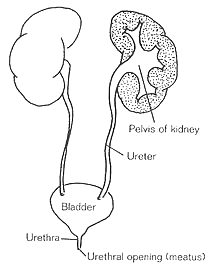 FIGURE 6.2. Female Urinary System
