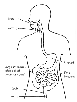 FIGURE 7.1. The Digestive System